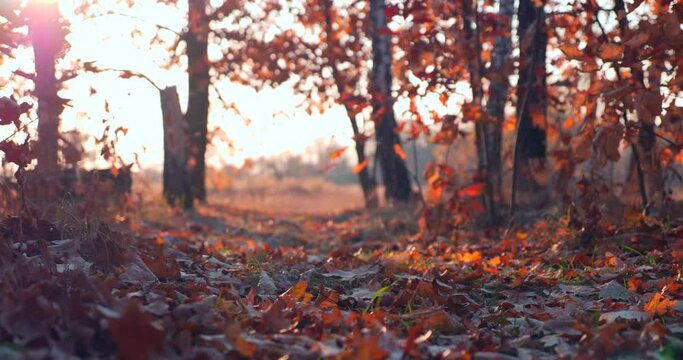 Camera Walking Along Pathway In Oak Grove. Sunshine Beams Through Tree Branches. Red Orange Leaves