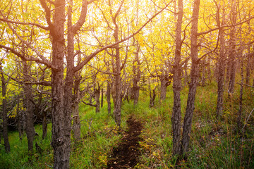 Fototapeta na wymiar Beautiful View of Colorful Trees in the Forest during Fall Season. Taken near Whitehorse, Yukon, Canada.