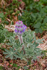 Nootka Lupine (Lupinus nootkatensis) at St. George Island, Pribilof Islands, Alaska, USA