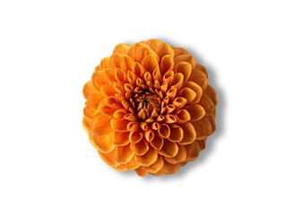Orange dahlia isolated on white with shadow