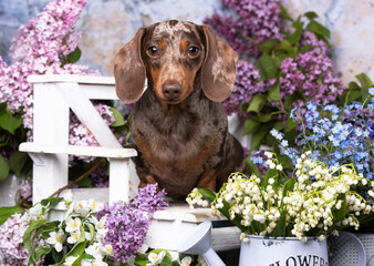 dachshund dog brown tan color and lilac purple; spring lilies of the valley