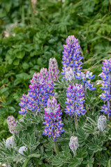 Nootka Lupine (Lupinus nootkatensis) at St. George Island, Pribilof Islands, Alaska, USA