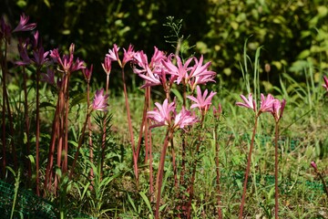 Lycoris (Hurricane lily) /  Amaryllidaceae perennial bulbous plant