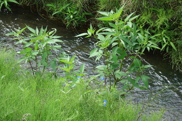 夏の新緑の用水路