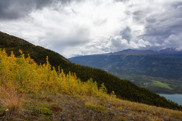 Colorful meadow fields on top of Nares Mountain during fall season. Located in Carcross, near Whitehorse, Yukon, Canada.