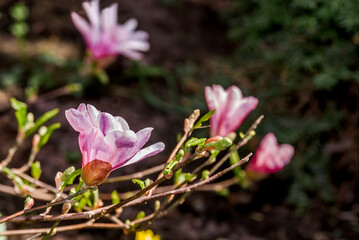 Star Magnolia (Magnolia stellata) in park