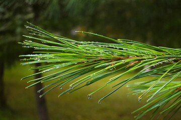 Coniferous in the September rain in Quebec, Canada