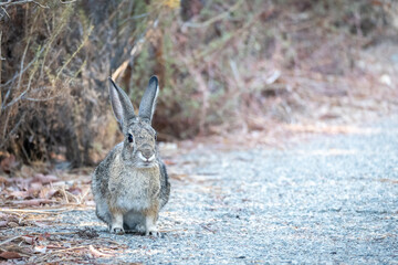 Wild rabbit on a path