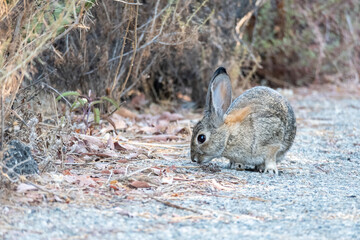 Wild rabbit on a path