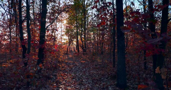 Camera Walking Along Pathway In Oak Grove. Sunshine Beams Through Tree Branches. Red Orange Leaves