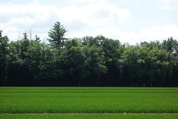 Obraz premium 夏の北海道の田んぼと防風林の風景