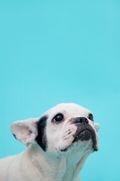 ブルドック Images Browse 242 Stock Photos Vectors And Video Adobe Stock