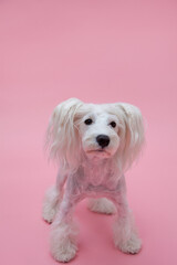 ミニチュアシュナウザー