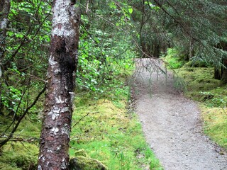 Naklejka premium Forest of Mendenhall Glacier Park Juneau Alaska