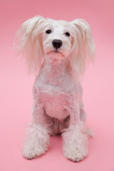 ミニチュアシュナウザー