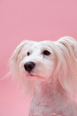 ミニチュアシュナウザー