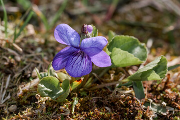 Alaska Violet (Viola langsdorfii) at Chowiet Island, Semidi Islands, Alaska, USA
