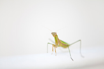 カマキリ