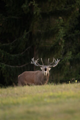 Red deer during rutting time. Life on the meadow. European nature. Red deer walk through grazing. 