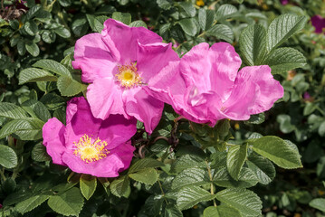 Rugosa Rose (Rosa rugosa) in garden