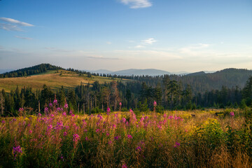 Gorce widok na Czoło Turbacza i Halę Turbacz