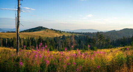 Gorce widok na Czoło Turbacza i Halę Turbacz © Piotr Szpakowski