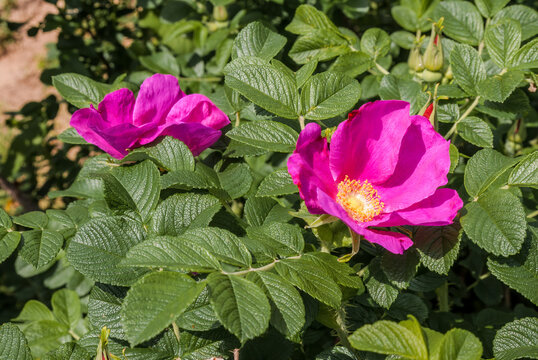 Rugosa Rose (Rosa rugosa) in garden