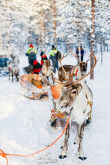 Reindeer safari © TravelPhotoBloggers