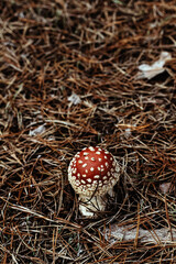 Muhamors mushrooms in autumn forest. Vertical photo, place for text.
