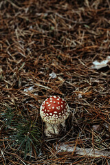 Muhamors mushrooms in autumn forest. Vertical photo, place for text.