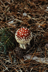Muhamors mushrooms in autumn forest. Vertical photo.