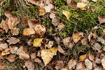 Porcini mushrooms in autumn forest. Nutrition for vegetarians and diabetics.