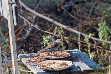 A sparrow sits at the trough in the garden on a summer day. Search for food.
