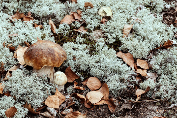 Porcini mushrooms in autumn forest. Nutrition for vegetarians and diabetics.
