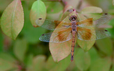 Up-close and personal with a beautiful dragonfly perched on a leaf.