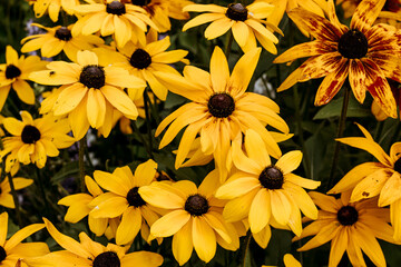 Yellow autumn daisies, floral background.