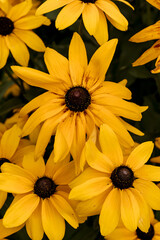 Yellow autumn daisies, floral background. Vertical photo.