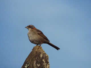Tico tico (Zonotrichia capenses)