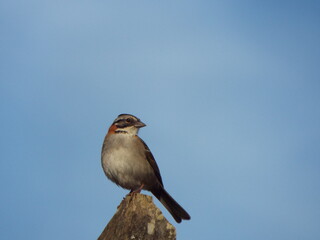 Tico tico (Zonotrichia capenses)