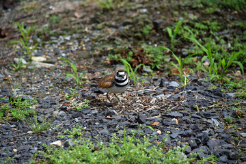 Killdeer Standing on Gravel