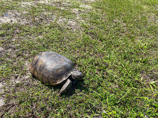 A gopher tortoise walking on a grassy area in Florida.
