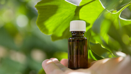 Medicinal herb ginkgo biloba. Healthy concept.