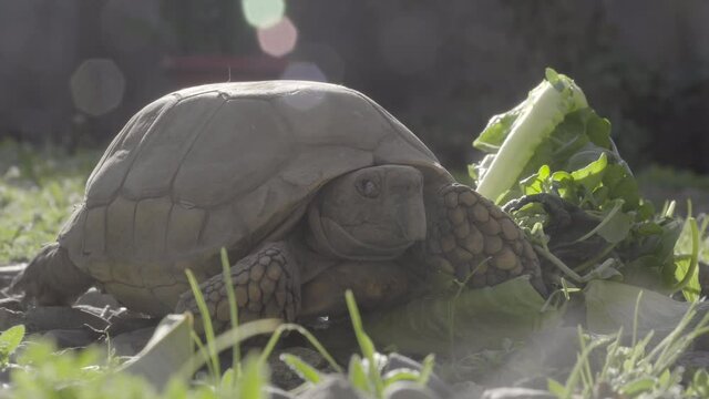 close up of turtle walking through lettuce