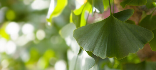 Obraz premium Ginkgo tree (Ginkgo biloba) or gingko with brightly green leaves. Place for your text.