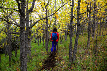 Adventurous Girl Hiking up in the beautiful forest up a mountain during fall season. Taken near Whitehorse, Yukon, Canada.