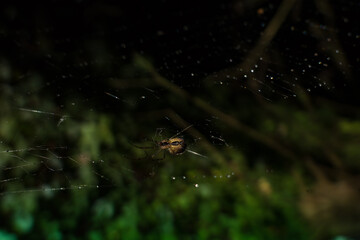spider in the cobwebs in the woods, raindrops on the cobwebs