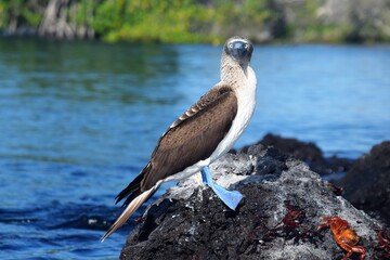 Blue footed Booby