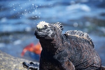 Marine Iguana - Blowing Salt