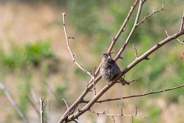 A sparrow sits on a branch in the garden. Constantly in search of food.