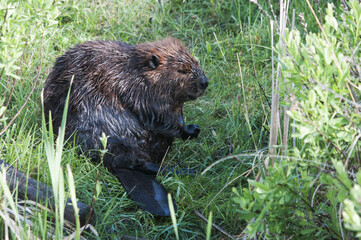 Beaver stock photos. Close-up profile view displaying brown fur, head, paws, tail and wet fur, foreground and background foliage in its habitat and environment.  Image. Picture. Portrait.
